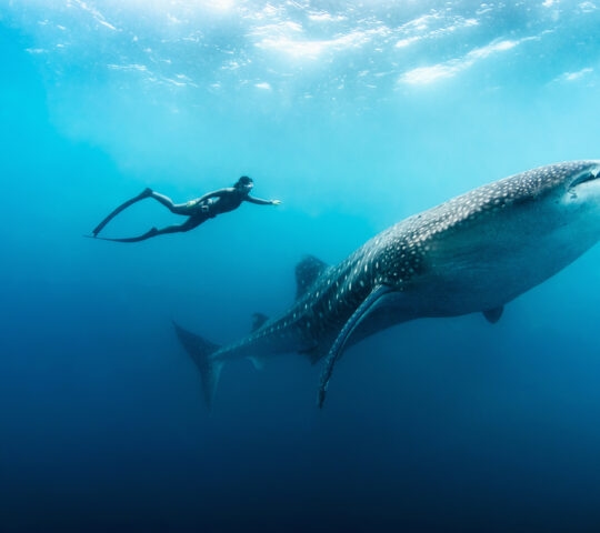 Scuba diver with whale shark