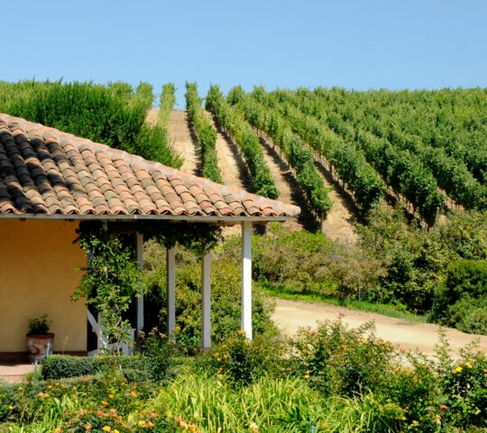 matetic exterior wine region