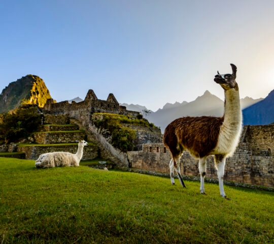 A llama walks around the ruins of Machu Picchu