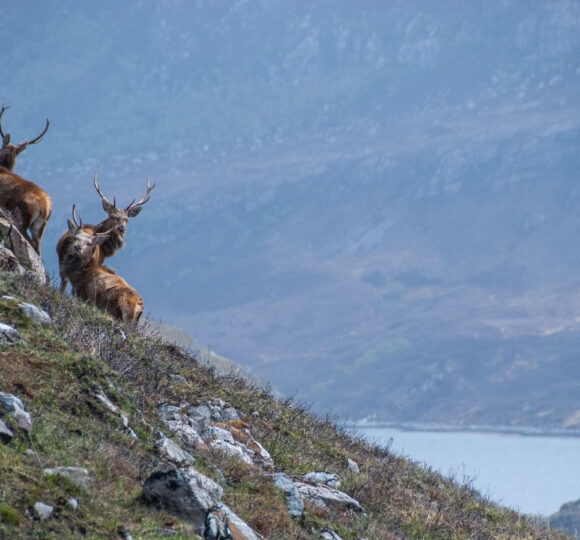 Scotland