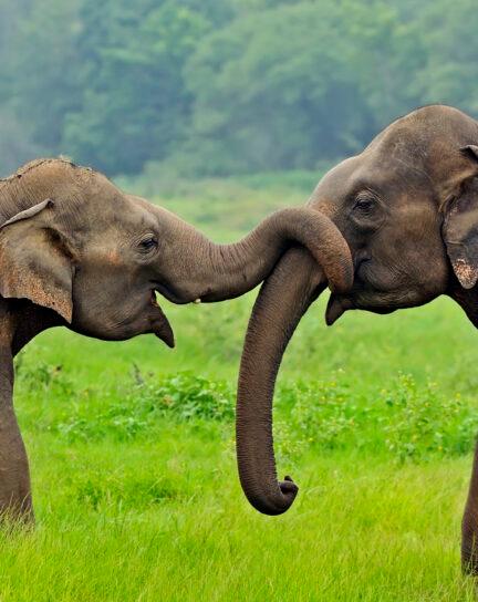 When is the Best Time to Visit Sri Lanka?