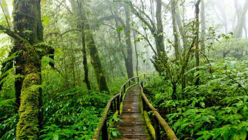 Doi Inthanon, Chiang Mai, Thailand