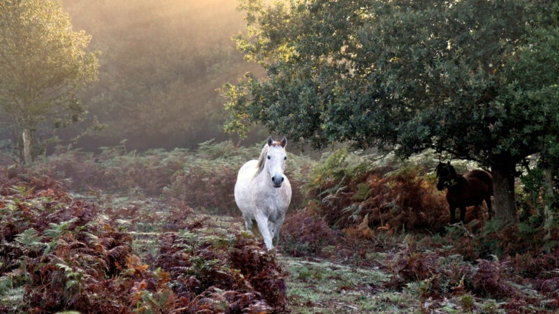 A white wild pony standing among brown ferns in a misty forest with another pony under a tree.