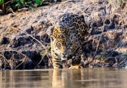 Natural Wonders of Iguassu and The Pantanal