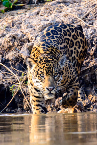 Natural Wonders of Brazil