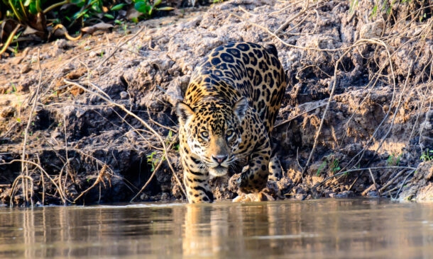 Natural Wonders of Iguassu and The Pantanal