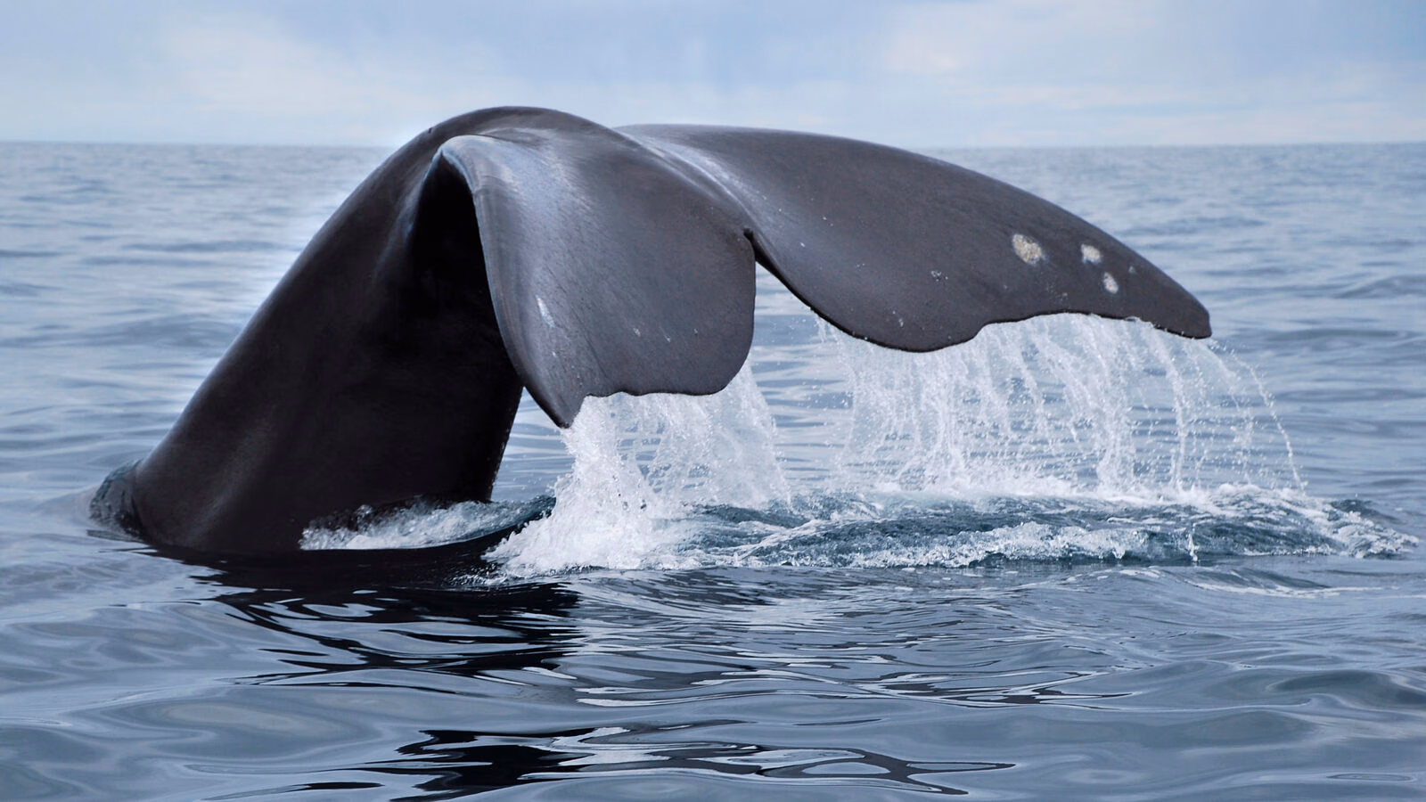 A dark whale tail flukes rising out of the ocean water with water dripping from the edges.