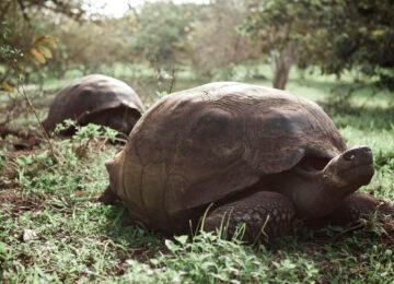 Luxury Galapagos Hotels thumbnail
