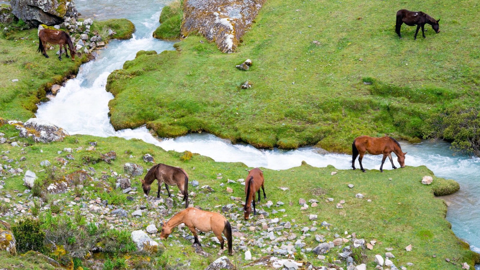 salkantay-trek-peru-horses-grazing