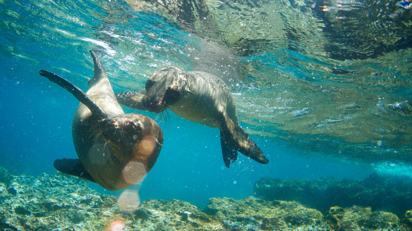 Two Galapagos Sea Lions swimming and playing together in clear blue ocean water near the rocky seabed. luxury Galapagos tours.