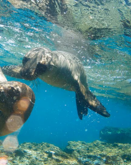 Galapagos Bucket List: Top 15 things to do in the Galapagos
