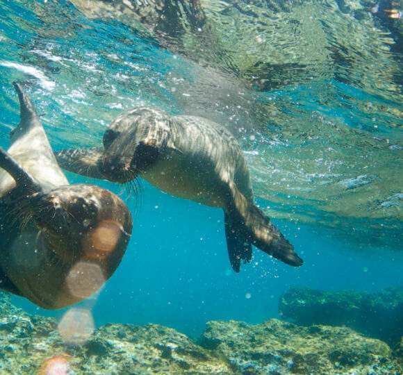 Galapagos