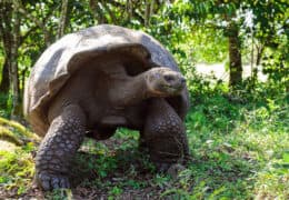 An Unforgettable Galápagos Family Adventure