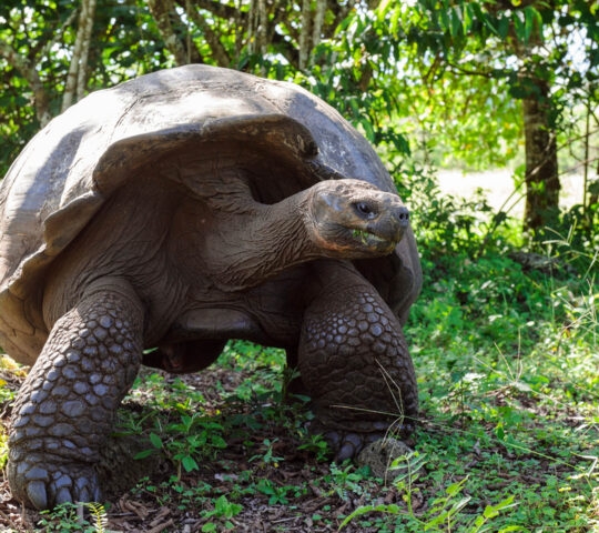 Galapagos Tortoise