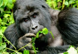 Faces of Africa: An Epic Journey