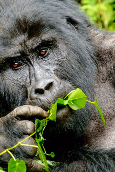 Faces of Africa: An Epic Journey Tour