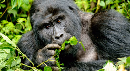 Track gorilla troops in Bwindi preview image