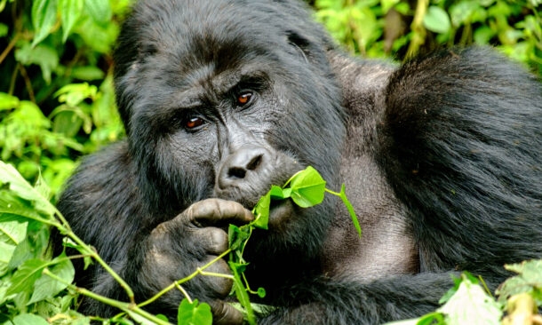 Faces of Africa: An Epic Journey