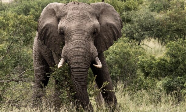 Luxury Safari and Waterfalls