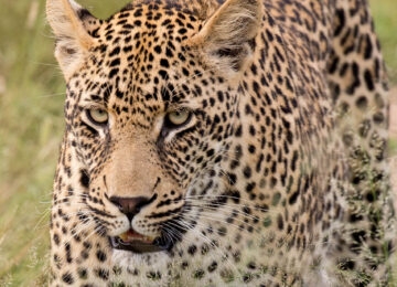 Sabi Sands thumbnail