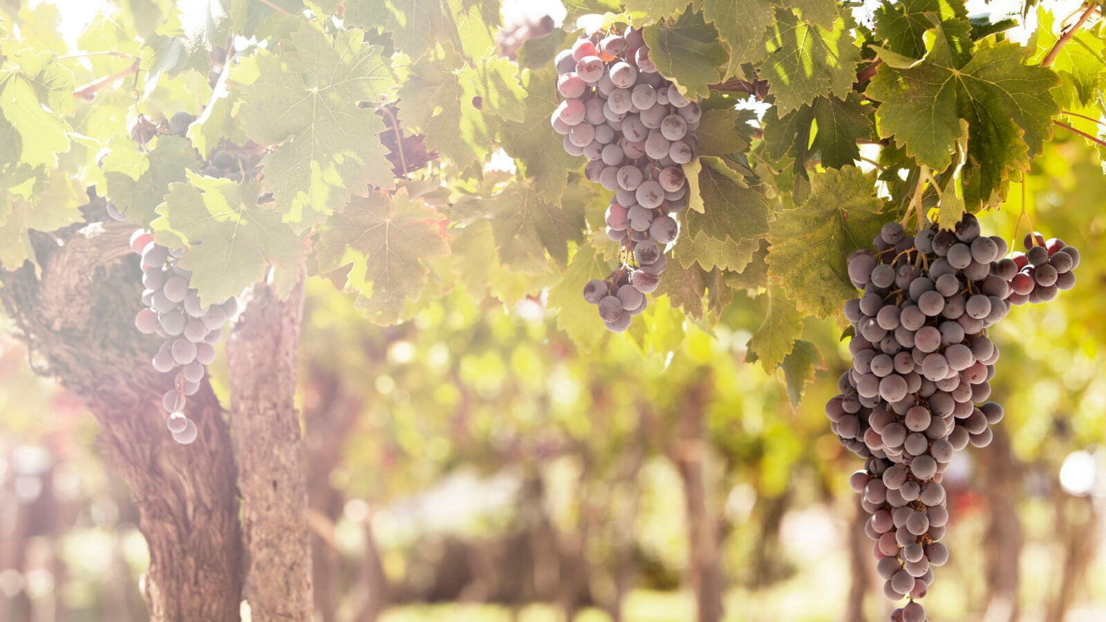 south-america-grapes