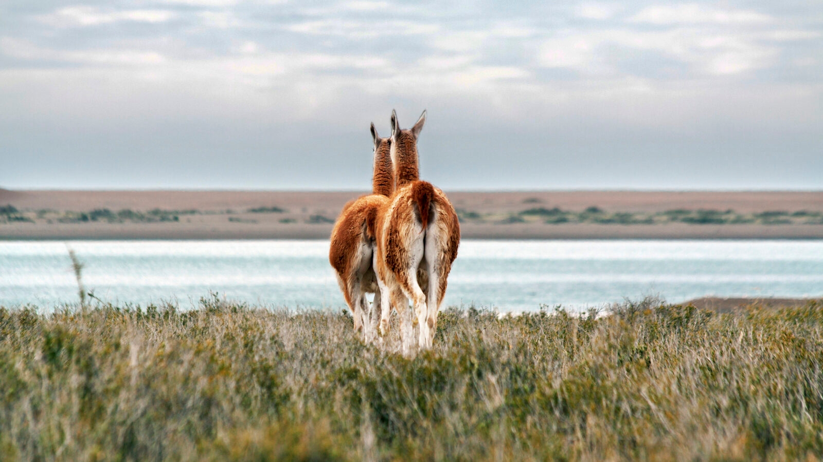 guanacos-argentina