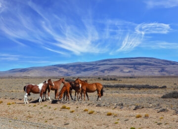 The Pampas thumbnail