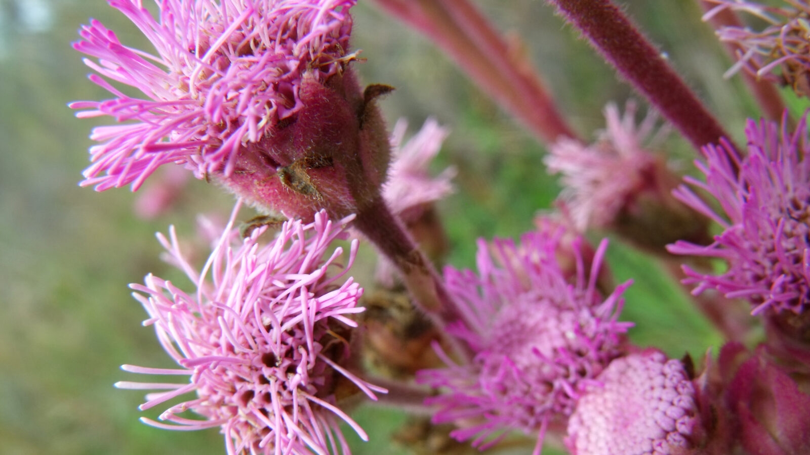 ibera-argentina-flowers