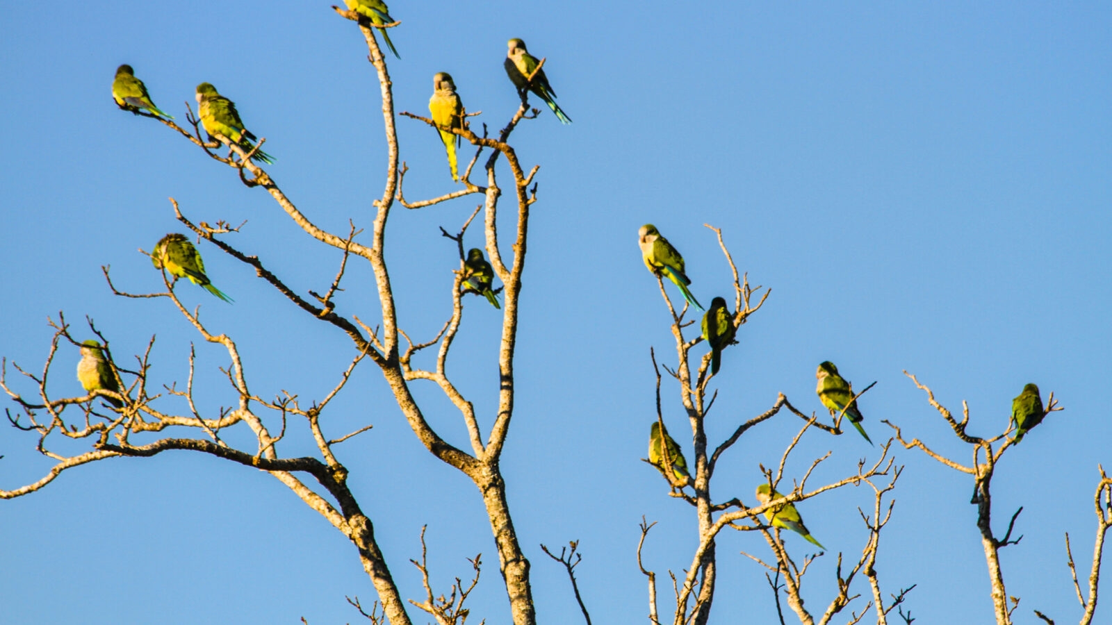 parakeets-argentina