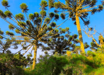 Misiones Rainforest thumbnail