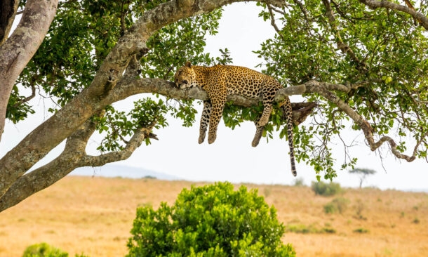 Magnificent Kenyan Safari and Waterfalls Honeymoon