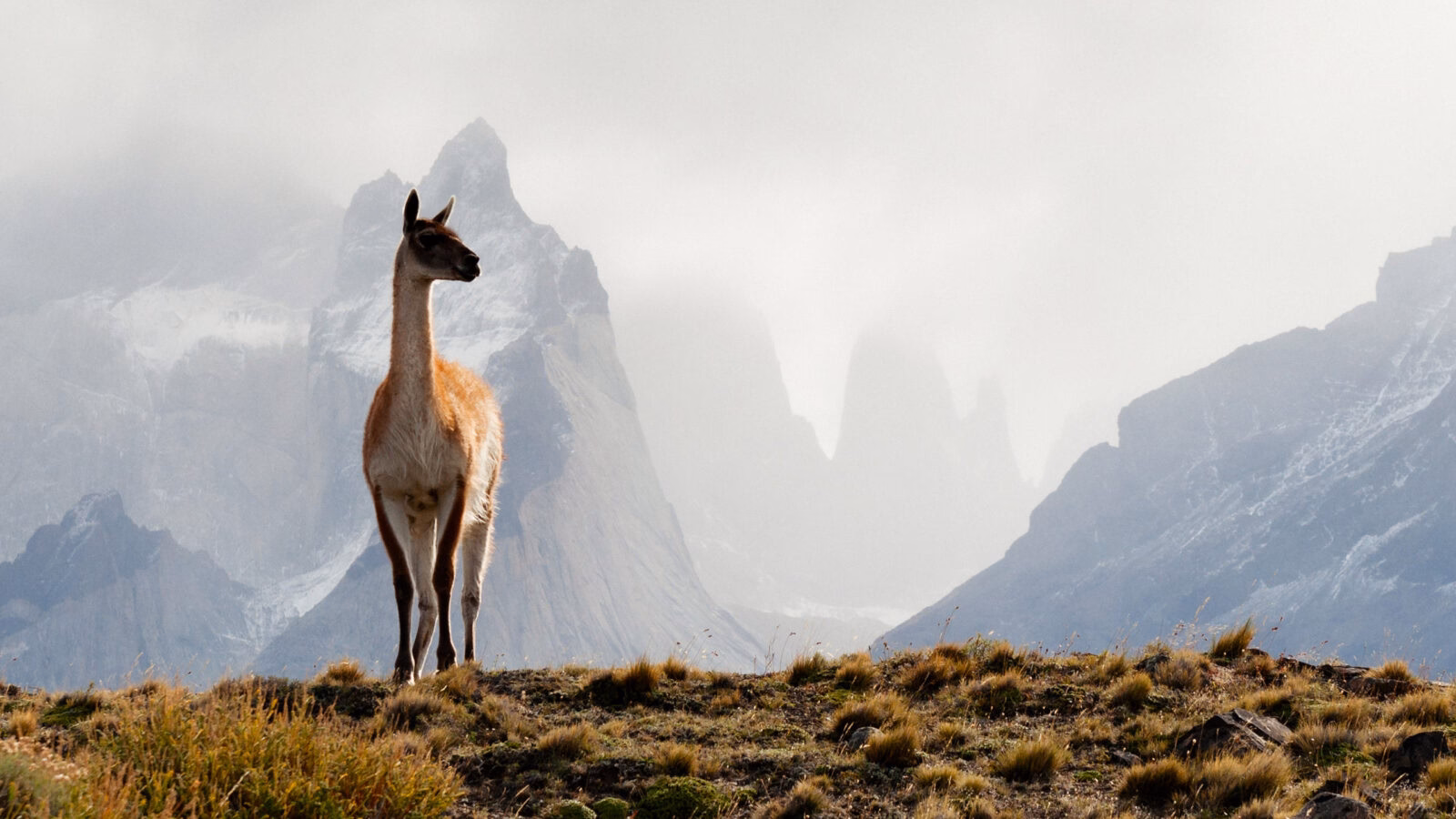 Guanaco Torres del Paine