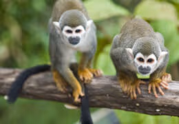 Galapagos and Amazon Vacation