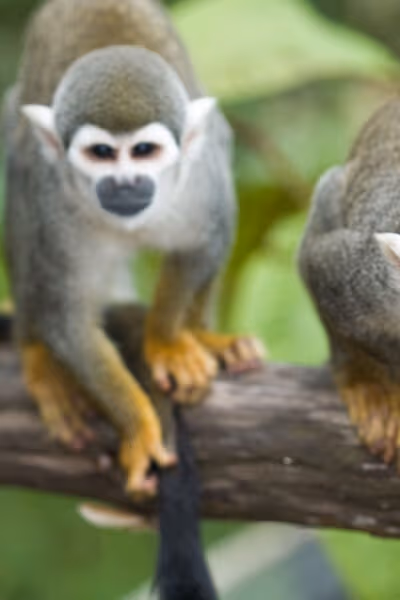Galapagos and Amazon Vacation