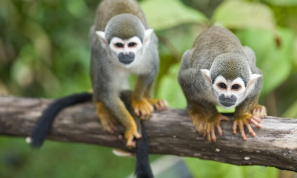 Galapagos and Amazon Vacation