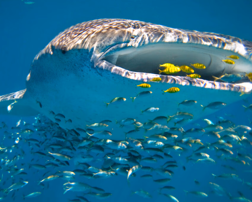 whale-shark-swimming-ningaloo-reef-australia