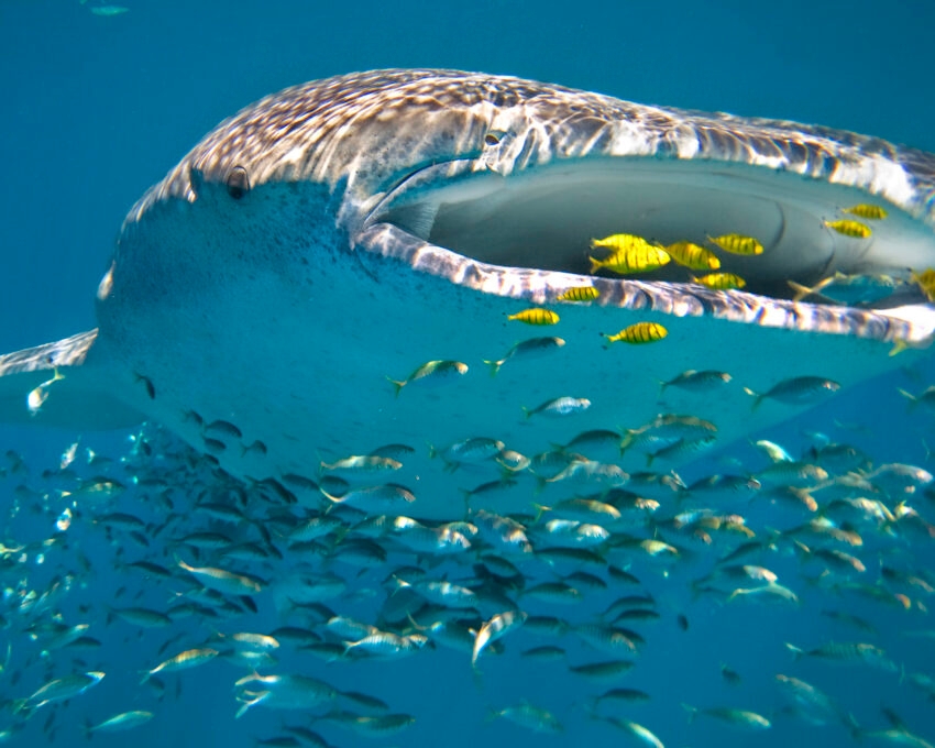 whale-shark-swimming-ningaloo-reef-australia