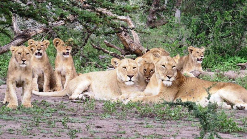Lions Tanzania