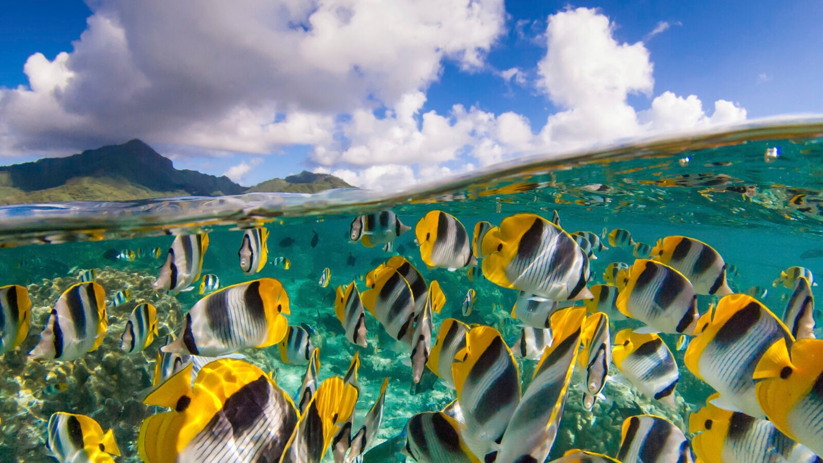 School of yellow and white butterflyfish at a coral reef during luxury French Polynesia holidays.