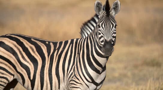 Spot rare species preview image
