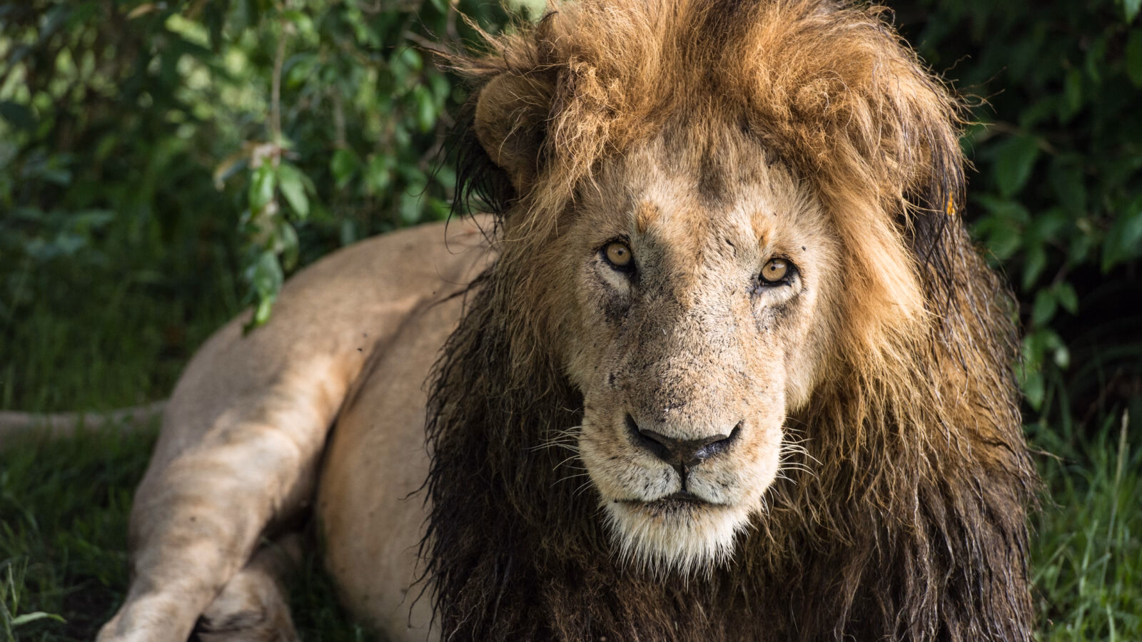 Portrait of a male lion with a large mane looking forward during luxury Maasai Mara trips.