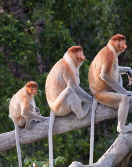 Coming Nose-to-Nose with the Proboscis Monkeys of Borneo