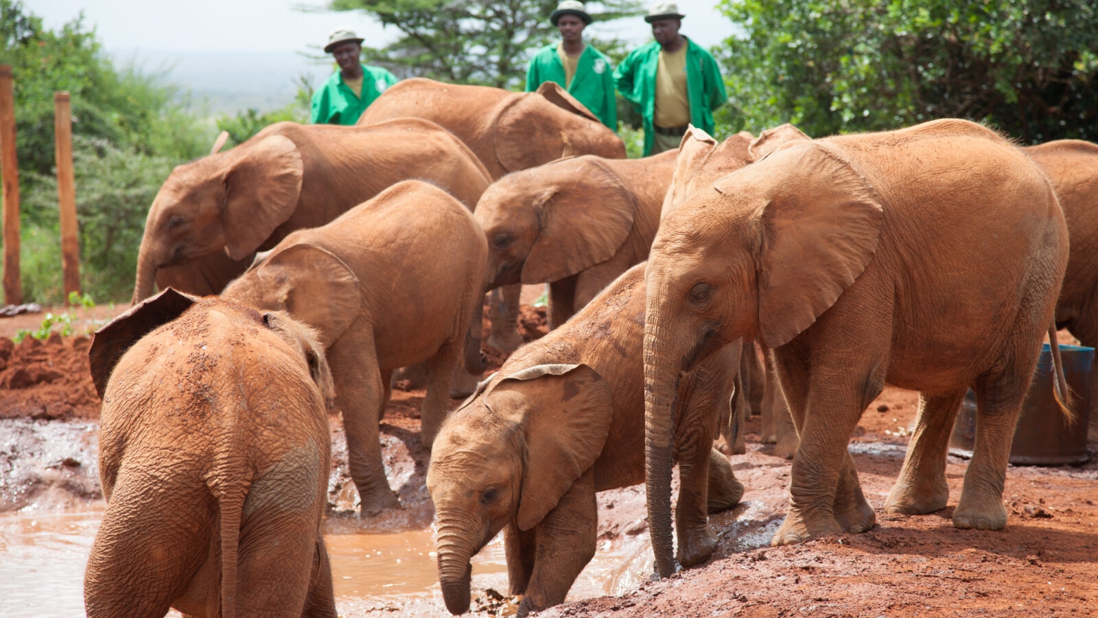 david-sheldrick-elephants-wildlife-trust-kenya