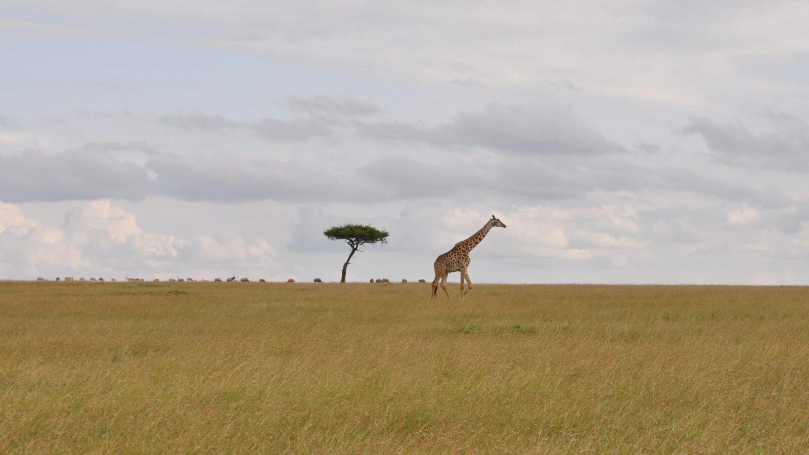 A giraffe walking across a flat horizon with a single tree during a luxury Maasai Mara safari.