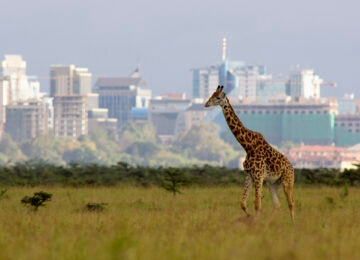 Nairobi thumbnail