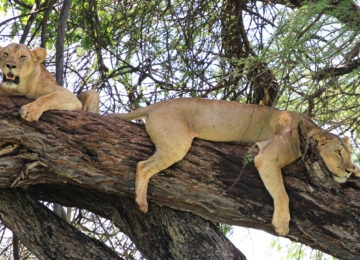 Meru National Park thumbnail