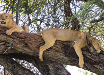 Meru National Park thumbnail