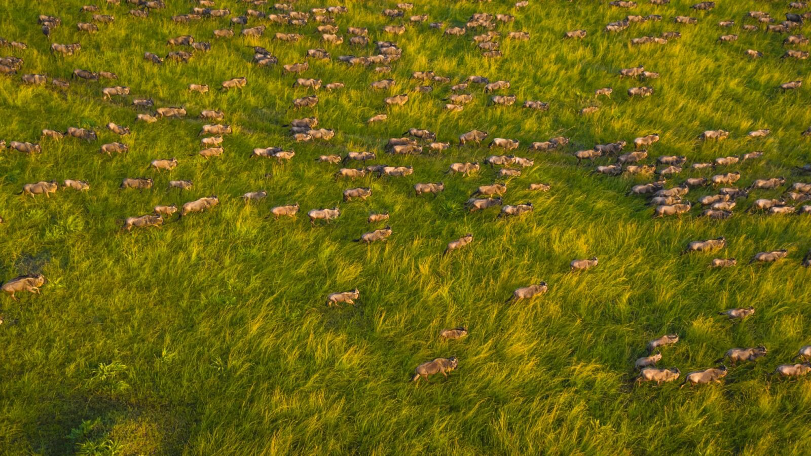 A massive herd of wildebeest walking through tall dry grass on luxury Maasai Mara holidays.