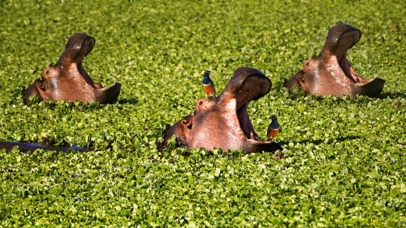 Hippos with open mouths in a green marsh with small birds during a luxury Maasai Mara safari.