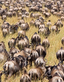 See the Great Migration in the Maasai Mara